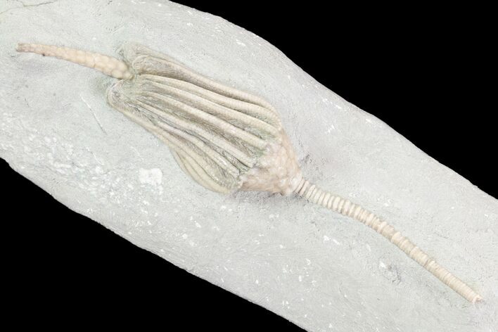 Crinoid (Macrocrinus) Fossil - Crawfordsville, Indiana #87972